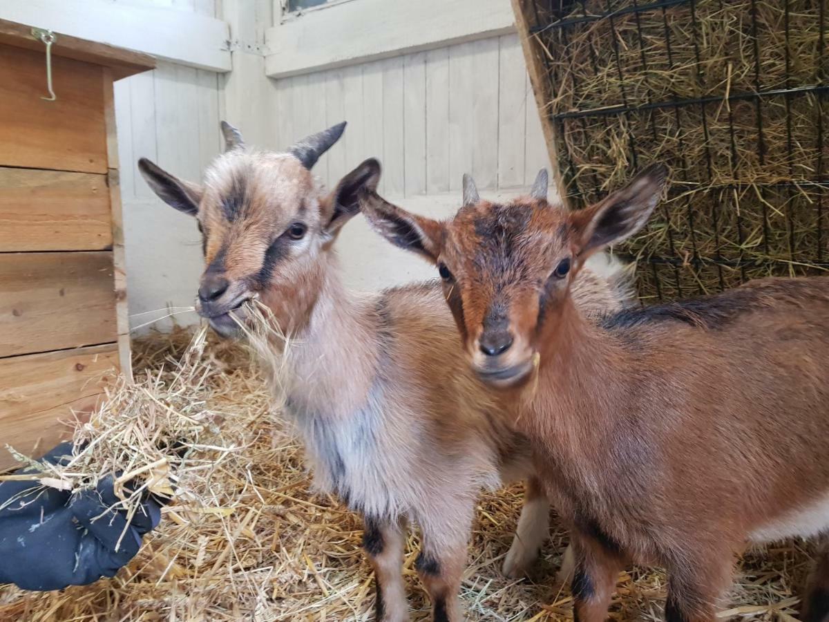 Grosse, Helle Ferienwohnung Mit 2 Balkonen Auf Dem Bauernhof In Der Lueneburger Heide Oetzen Exterior foto